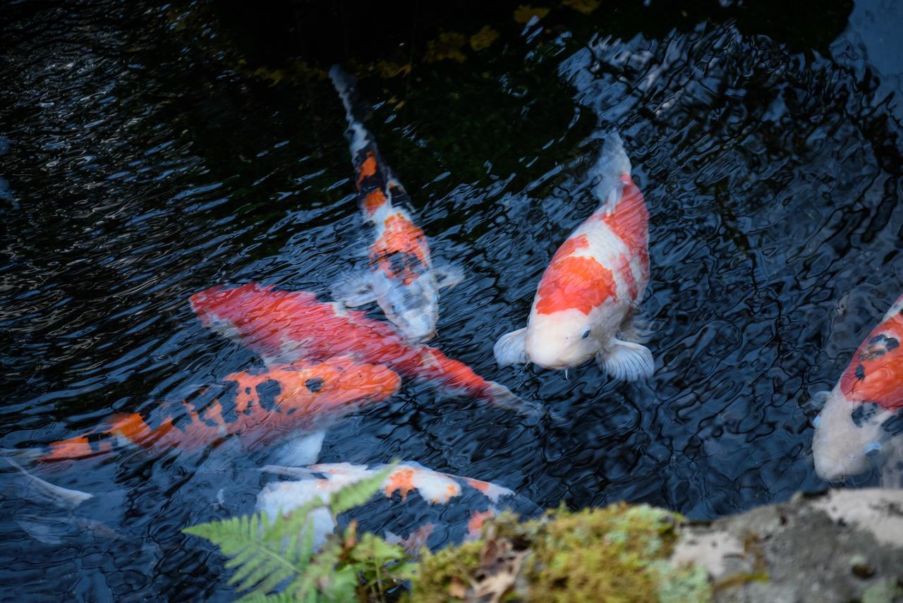 Yunohira Kamiyanagiya Hotel Yufu Eksteriør billede